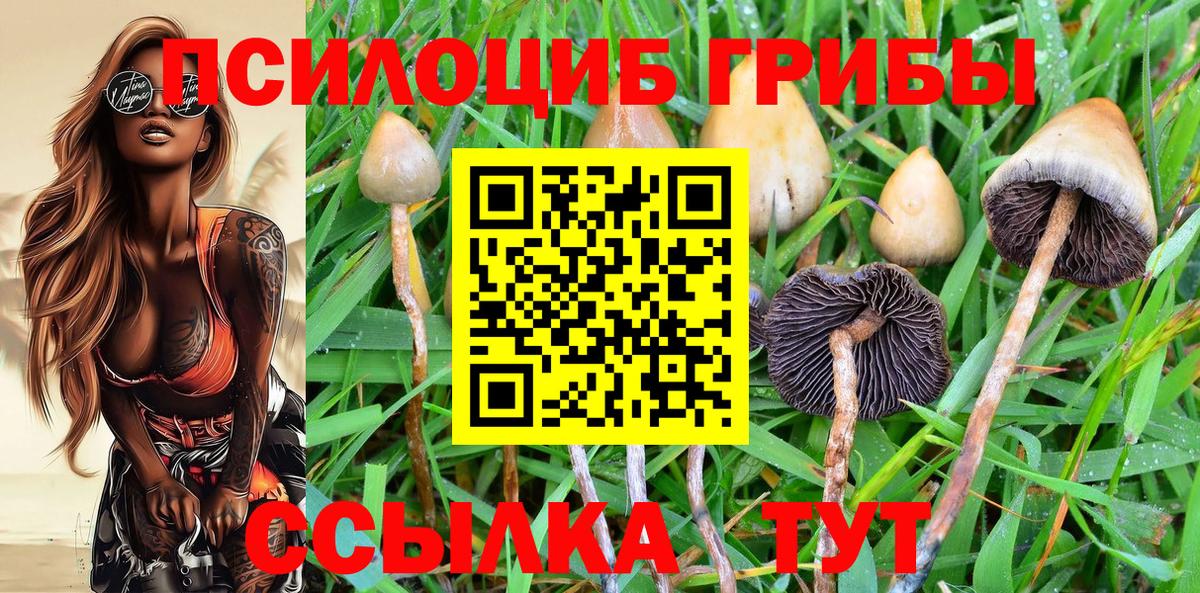 Галлюциногенные грибы Psilocybe Видное